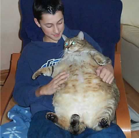 fat people falling over. Top 15 Amazingly Fat Cats.